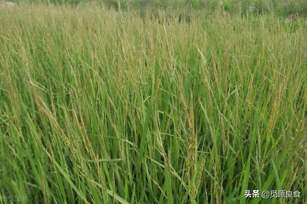 麻黍稷麥菽與大米有什麼區別？為什麼口味單調的大米就成了主食？