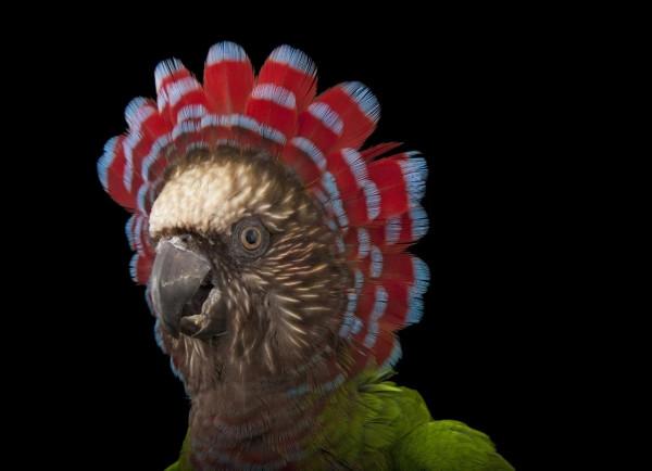 瀕危動物 的攝影 瀕危動物 的攝影