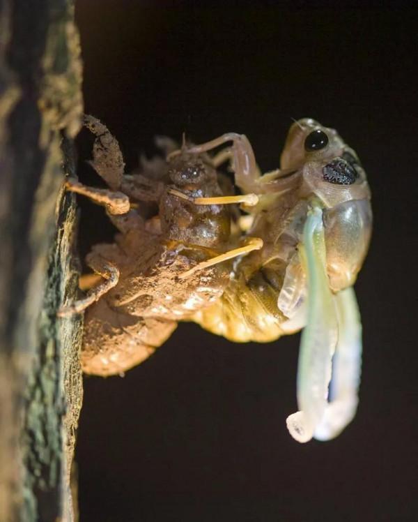 學中醫從認識中藥開始。解表藥（辛溫解表藥、辛涼解表藥）