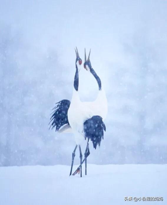 分享-跳芭蕾的丹頂鶴