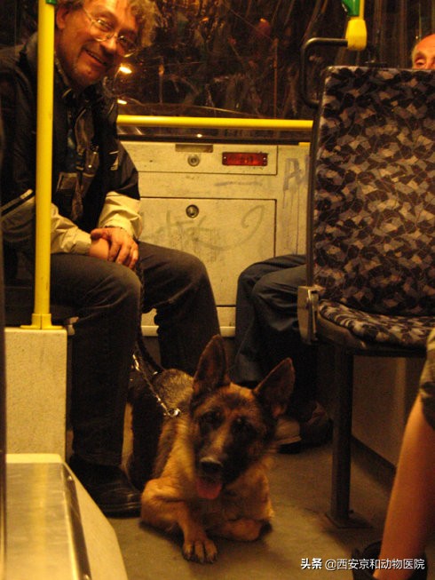 盤點世界上最愛狗的城市