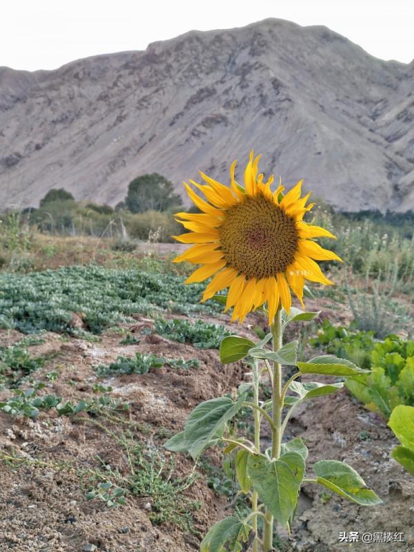 新疆遊記 | 塔什庫爾幹:有一個朋友叫“老卡” 新疆遊記 | 塔什庫爾幹:有一個朋友叫“老卡”