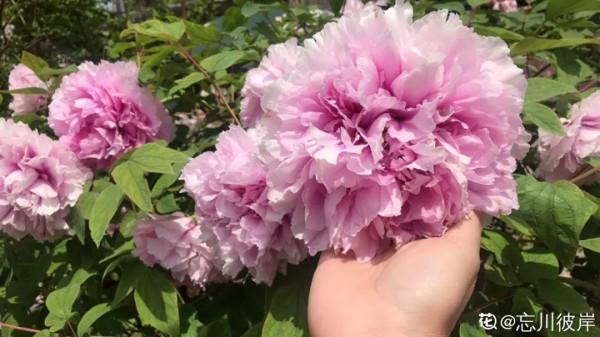 八種花,養成老樁最“旺家”,開花倍有精神氣兒 八種花,養成老樁最“旺家”,開花倍有精神氣兒