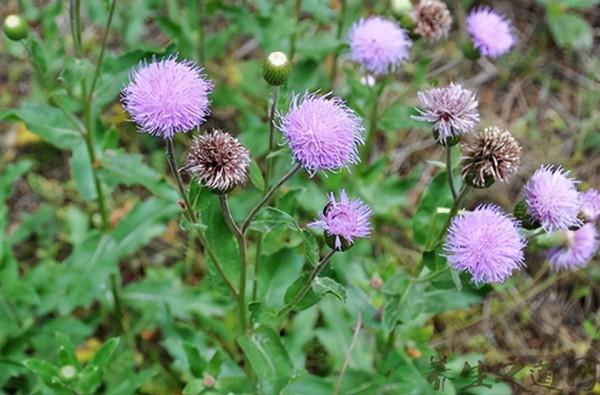 分享一味抗癌常用中藥——漏蘆，清熱解毒、消癰散結功效顯著