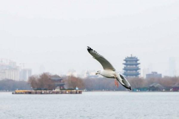 銀鷗靚翅大明湖覓食嬉戲歡樂過大年