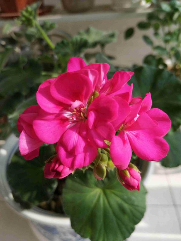 人過五十五,不想再勞累,養5種花完全不操心 人過五十五,不想再勞累,養5種花完全不操心