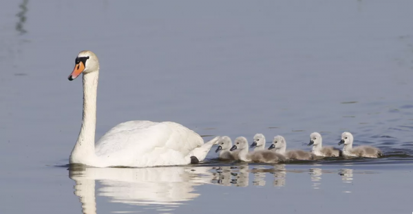 《鄂爾多斯鳥類》鳥種選登-疣鼻天鵝 《鄂爾多斯鳥類》鳥種選登-疣鼻天鵝