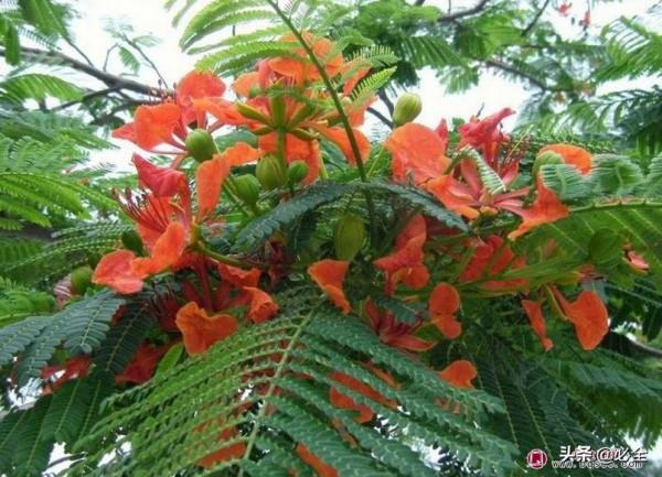 庭院景觀是大勢所趨，看土豪們最愛的庭院樹是哪些？