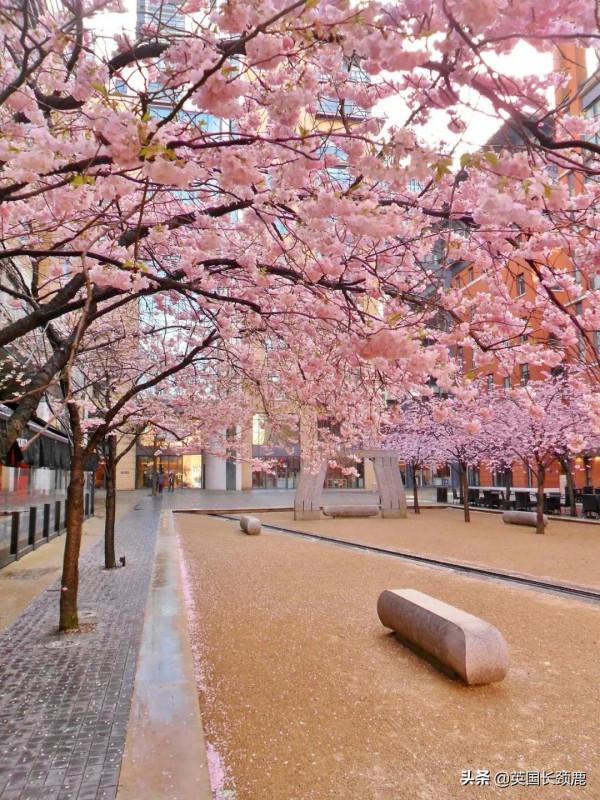 櫻花樹下的英國，你想念嗎？