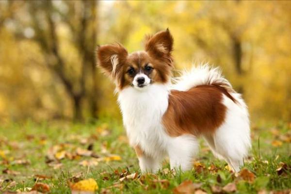 狗界智商前8名，你能猜對幾個？可能你家也在養