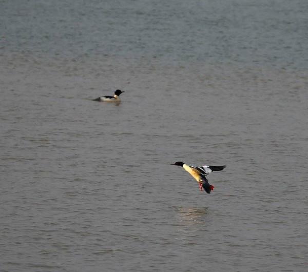 故事會｜彩色的小鴨子