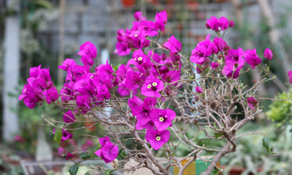 如果你是北方的,養三角梅這樣做,春季不長一片葉,枝頭全是花 如果你是北方的,養三角梅這樣做,春季不長一片葉,枝頭全是花