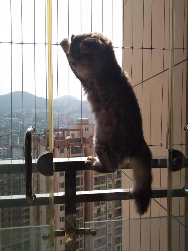 我家可愛搞笑的三隻貓咪 我家可愛搞笑的三隻貓咪