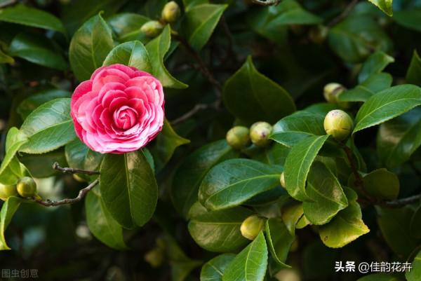 室內陽臺養花，不用藥的綠植驅殺蟲小方法