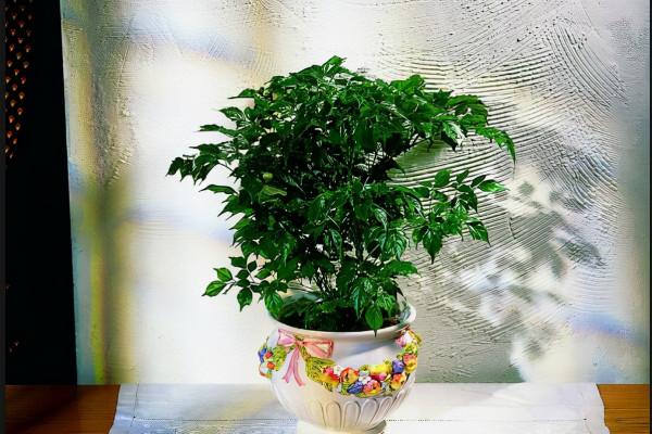 水培幸福樹的方法 水培幸福樹的方法