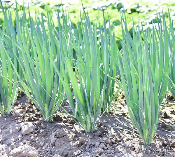 立冬後趕緊種植這三種蔬菜，冬天必備效益還高，附加高產種植技巧