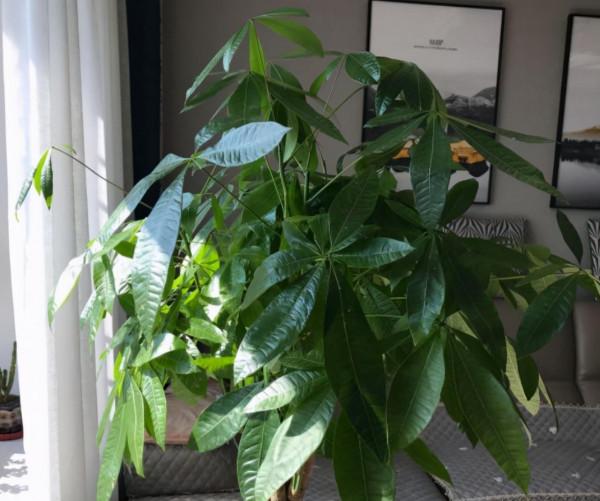 想讓發財樹長得快，做好“一通四足”，葉子大又綠，長得枝繁葉茂