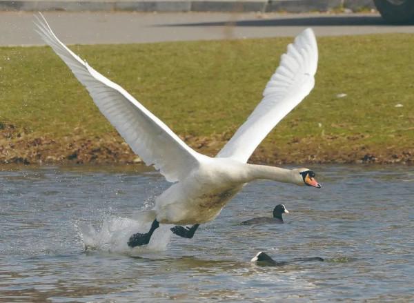 世界上最大的鳥類