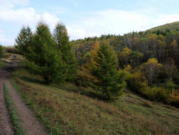 北京自駕4個小時，去承德壩上七彩森林，這裡的秋天太美了