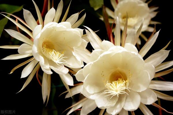 5種“漂亮花”，個個“不吉利”，你家養過沒有？