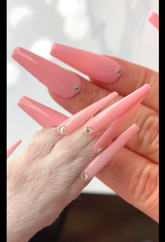 網紅給吉娃娃做美甲，卻引來眾多的謾罵聲，到底是愛它還是害它？