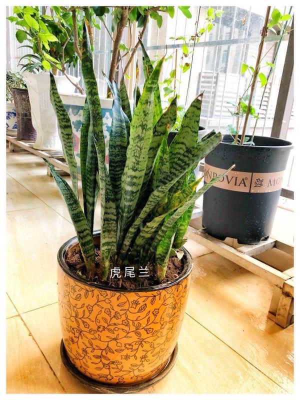 1種花適合小花盆，盆小水少，越擠長得越好