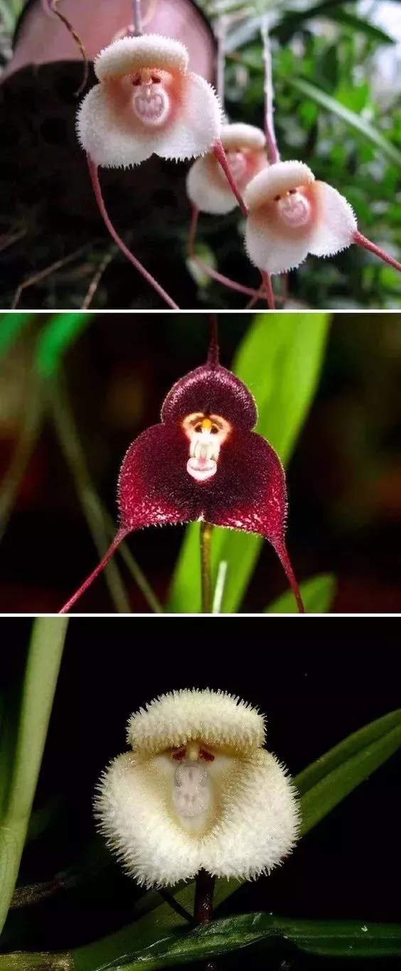 驚人相似的照片，大自然太不可思議了