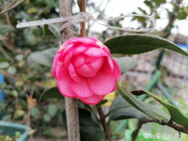 年宵花買回家，黃葉掉苞問題多，趕緊試試“急救”方法