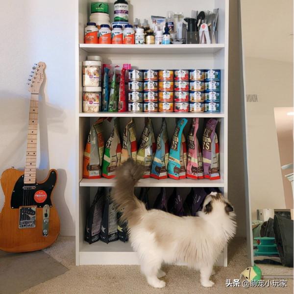 「貓車撿漏maoche331」貓車群真的可以撿漏嗎？低成本養貓攻略