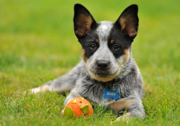 狗狗排行榜之無攻擊性的犬種，最適合家養了