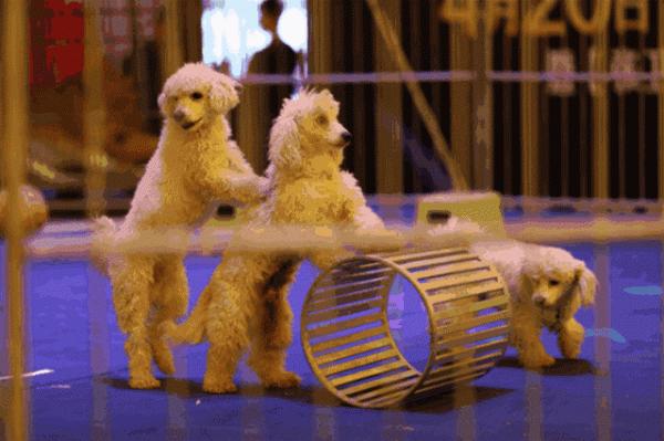 上百場演出迎接國慶黃金週,這個景區的中華百藝文化節要火 上百場演出迎接國慶黃金週,這個景區的中華百藝文化節要火