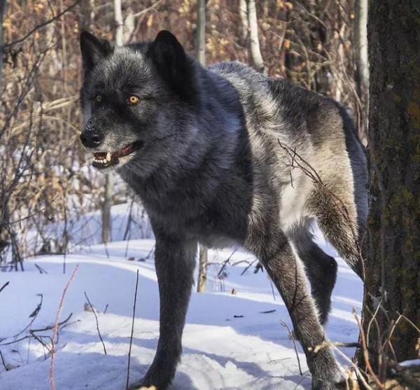 1975年，狼王冒死硬闖獸醫家，只為救治病重的母狼，真是夫妻情深
