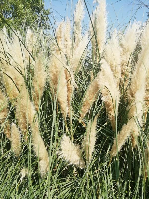 中秋佳節，蒲葦銀染