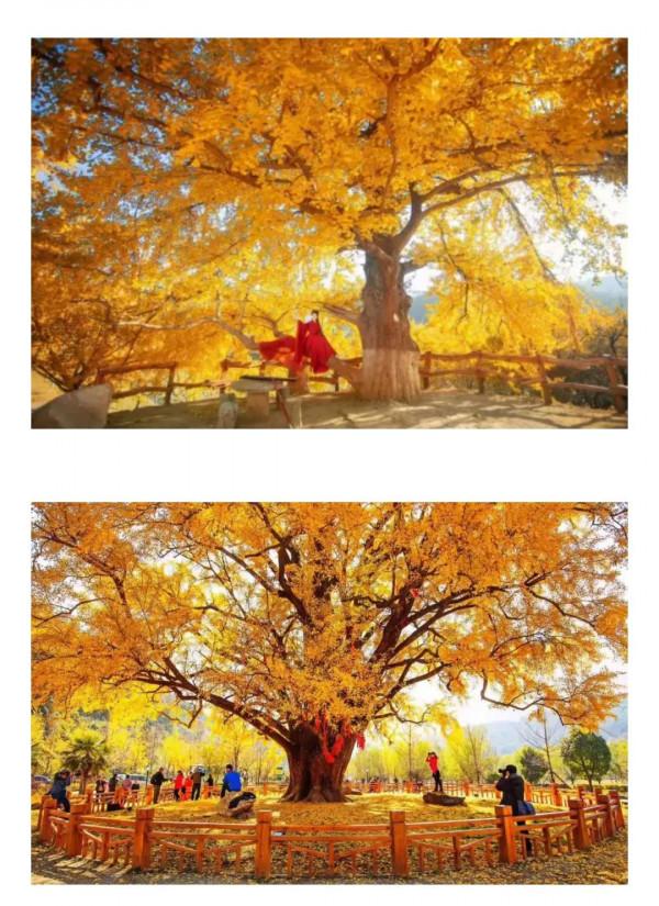 七律•銀杏樹題詠(平水韻,押七陽韻) 七律•銀杏樹題詠(平水韻,押七陽韻)