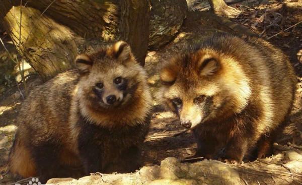 上千只貉“佔領”上海，賴在城市不走了，還把小區當成自己家