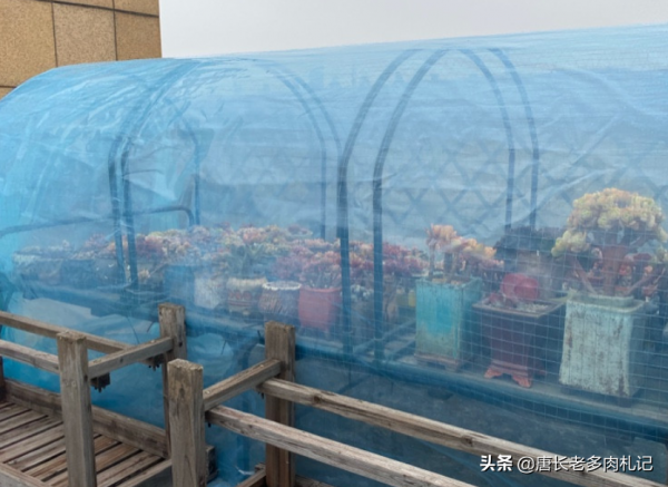 據說今年冬天很冷，大家的多肉準備好越冬了嗎？未雨綢繆才安全哦