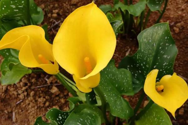 銀光綠裡似觀音，芋葉疑荷溼水斟&mdash;&mdash;海芋花