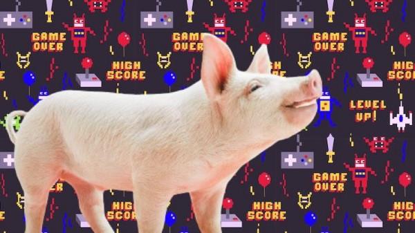 豬的智力超乎你的想象：這些精通技術的豬正在掌握電子遊戲