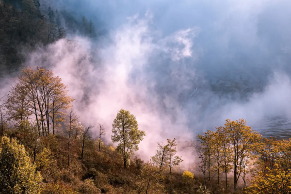 曾破吉尼斯世界紀錄！80萬畝花海齊綻放！這裡藏著國內最早的春天