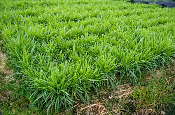 什麼菜喜歡陰涼的地方種植?10種備選,你喜歡哪些蔬菜? 什麼菜喜歡陰涼的地方種植?10種備選,你喜歡哪些蔬菜?