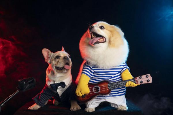 盤點智商排名墊底的狗狗