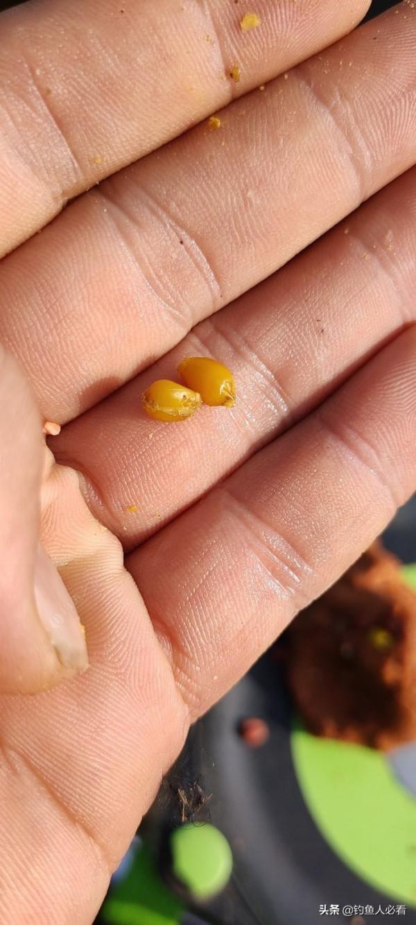 秋末時節野釣鯽魚,為何掛麥粒可以連竿 秋末時節野釣鯽魚,為何掛麥粒可以連竿