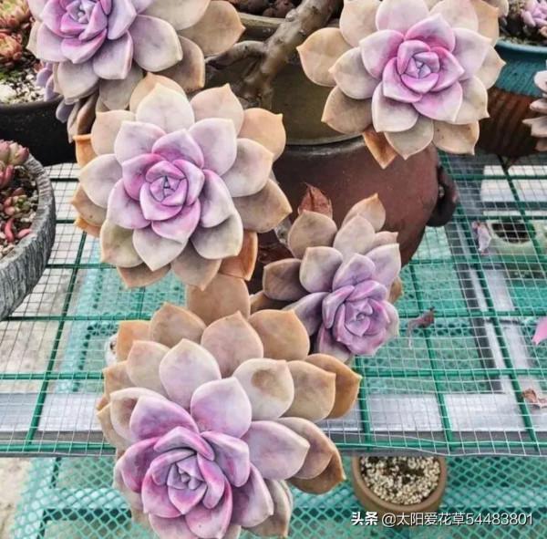 6種多肉養成老樁太漂亮了，養再多都不嫌夠，適合新手養殖哦