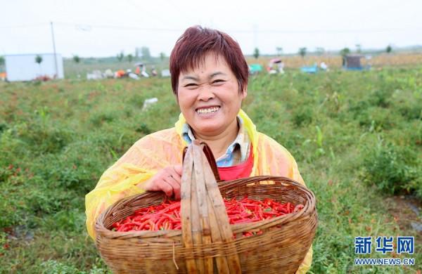 河南汝陽：辣椒田裡的技能賽