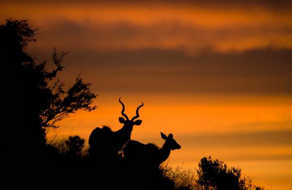 《我是誰》丟失的片段,成龍大戰犀牛,攝影師失誤造成永遠的遺憾 《我是誰》丟失的片段,成龍大戰犀牛,攝影師失誤造成永遠的遺憾