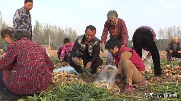 返鄉創業做“姜”軍,看定陶這位小夥的致富路 返鄉創業做“姜”軍,看定陶這位小夥的致富路