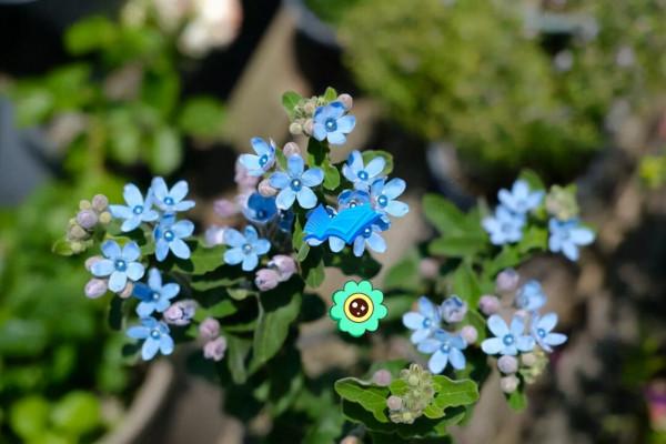 歷年來很火的8種網紅花，快來看看，你家裡種植了幾種？