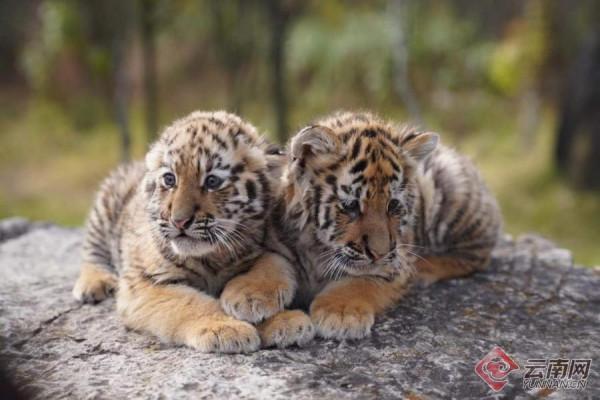 「高畫質組圖」虎虎生威！雲南野生動物園萌虎下山了