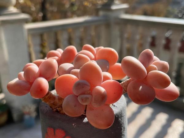 桃蛋加勞爾等於洛神，容易養成老樁，出狀態時顏色橙黃真漂亮