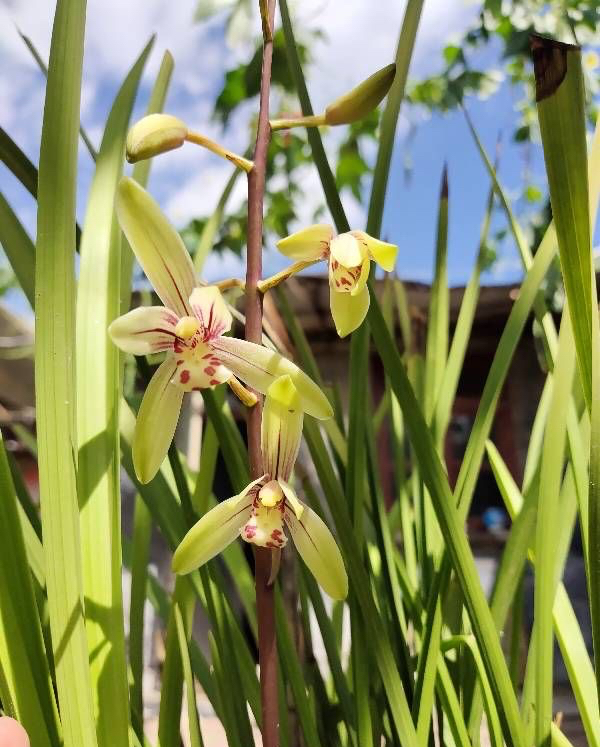 很好養的2種盆栽，耐旱耐貧瘠，越養越壯，優美大氣